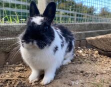 Hazel – 1yrs – Female