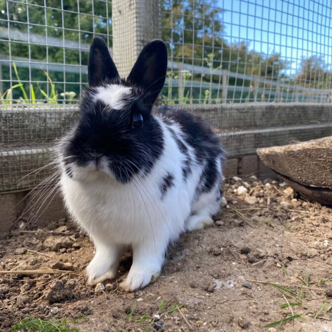 Hazel – 1yrs – Female