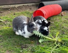 Hazel & Heather – Various – Female