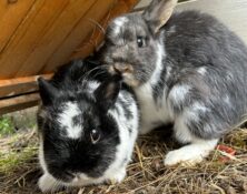 Hazel & Heather – Various – Female