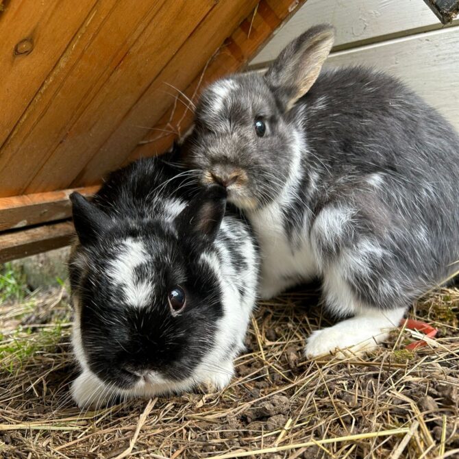 Hazel & Heather – Various – Female