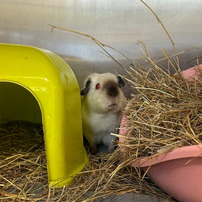 Holly – under 6mts – Female