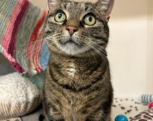 Humbug – 7yrs – Male