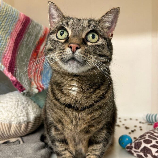 Humbug – 7yrs – Male