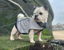 Ruby – 11yrs – Female – Border Terrier