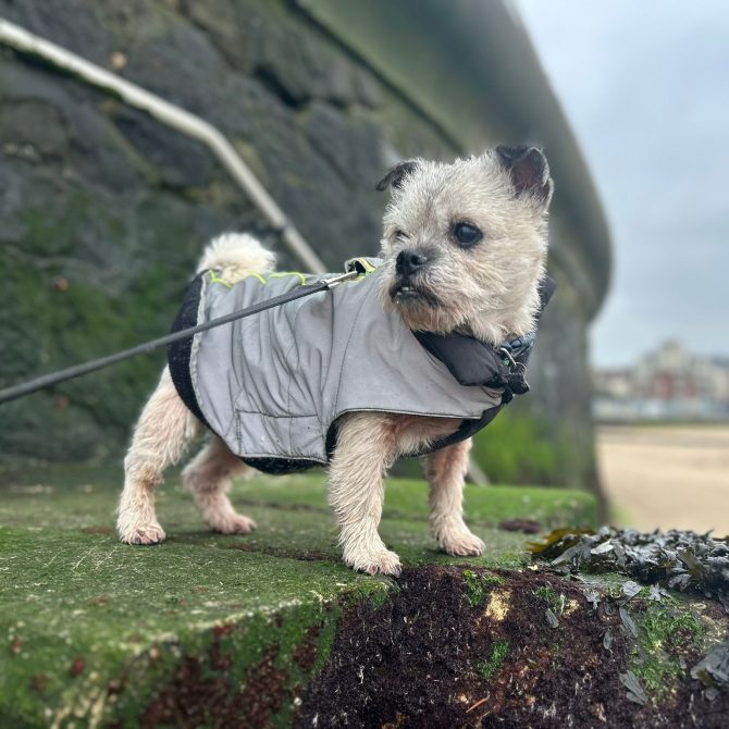 Ruby – 11yrs – Female – Border Terrier