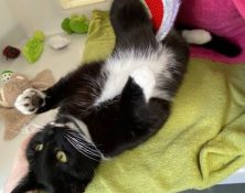 Billy – 1yr 10mths – Male