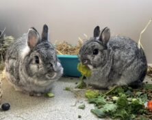 Alvin & Maggie – 3yrs – Various