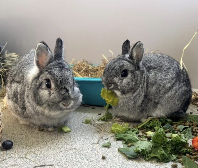 Alvin & Maggie – 3yrs – Various