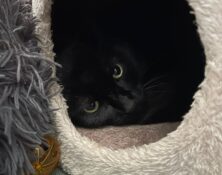 Inky – 2 yrs – Male