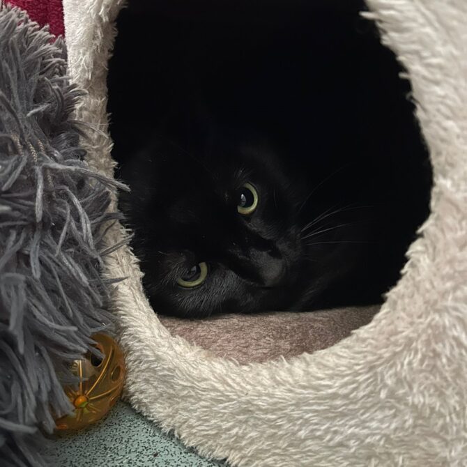 Inky – 2 yrs – Male