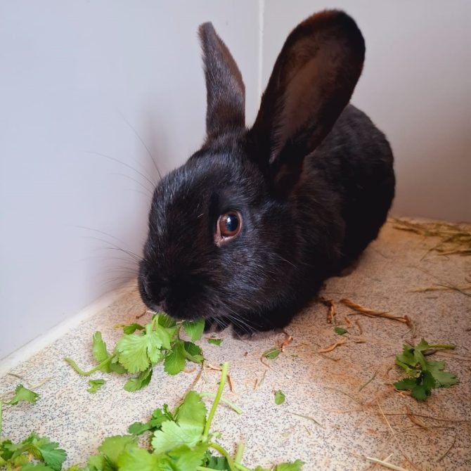 Iris – 2yrs – Female