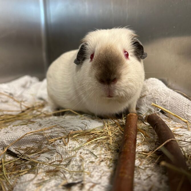 Ivan – under 6mts – Male