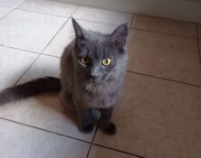 Ivy – 1yrs – Female