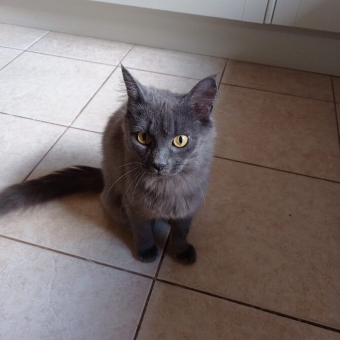 Ivy – 1yrs – Female