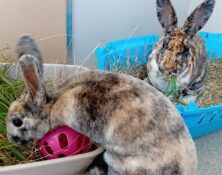 Ivy & Isla – Various – Female