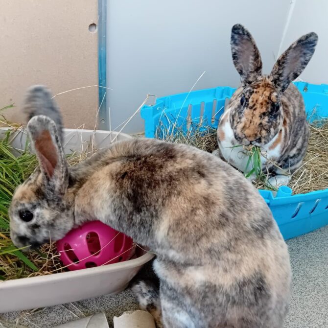 Ivy & Isla – Various – Female