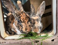 Ivy & Isla – Various – Female