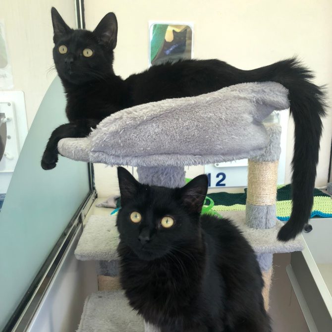 Jackson & Jeziah – 1yr – Male