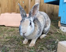 Josie – 1yrs – Female