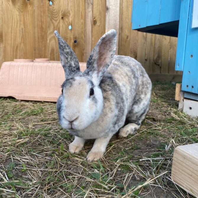 Josie – 1yrs – Female