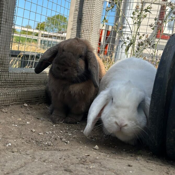 Kevin & Crumpit – 2yrs – Male