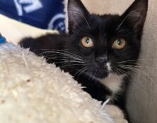 Kitkat – under 6mts – Female