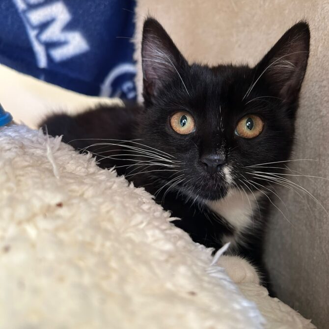 Kitkat – under 6mts – Female
