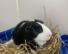 Kristoff – 4yrs – Male