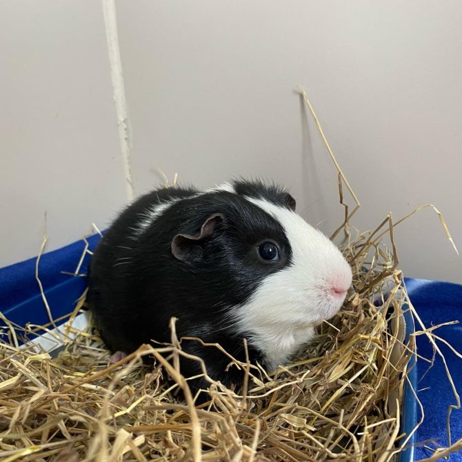 Kristoff – 4yrs – Male