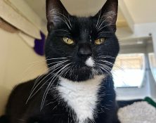 Lady – 3yrs – Female