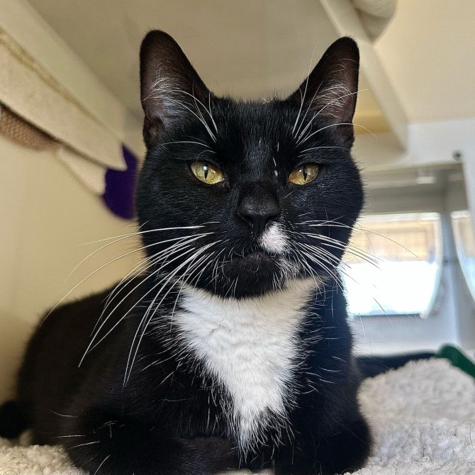 Lady – 3yrs – Female
