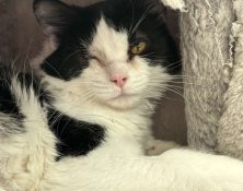 Lily – under 12mts – Female