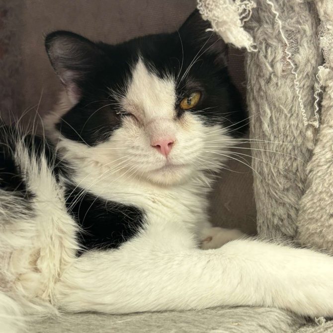 Lily – under 12mts – Female