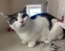 Lola – 8yrs – Female