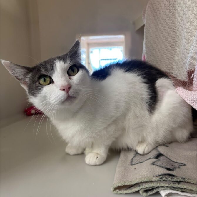 Lola – 8yrs – Female