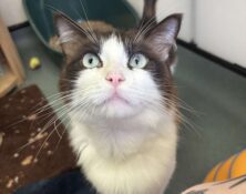 Lola – 3yrs – Female