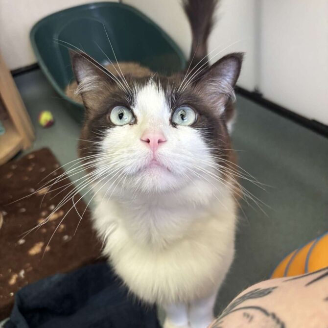 Lola – 3yrs – Female