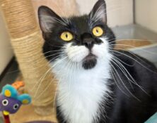 Lulu – 2yrs – Female (RESERVED)