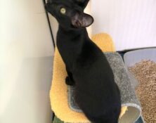 Luther – under 6mts – Male