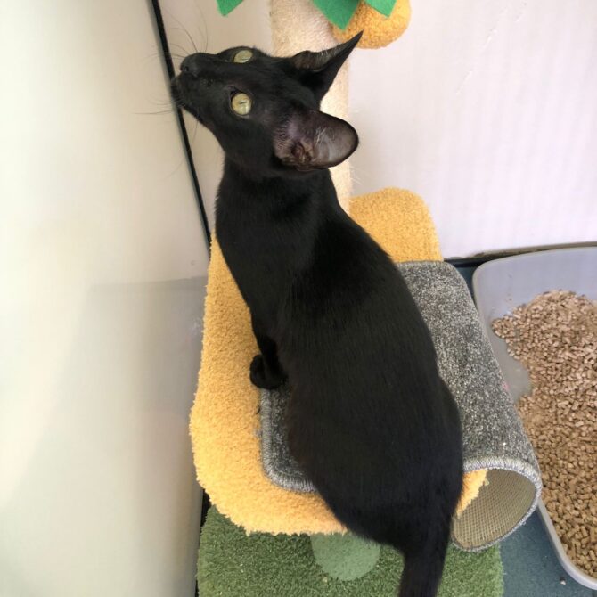 Luther – under 6mts – Male