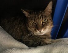 Maddie – 12yrs – Female (RESERVED)
