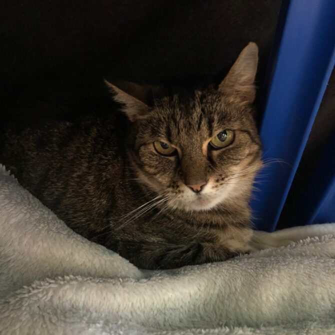 Maddie – 12yrs – Female (RESERVED)