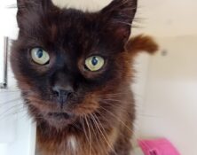 Magic – 13yrs – Male