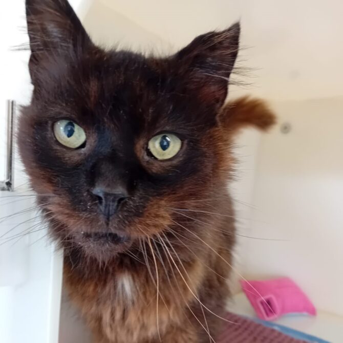 Magic – 13yrs – Male