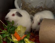 Marzipan & Pudding – under 6mts – Male