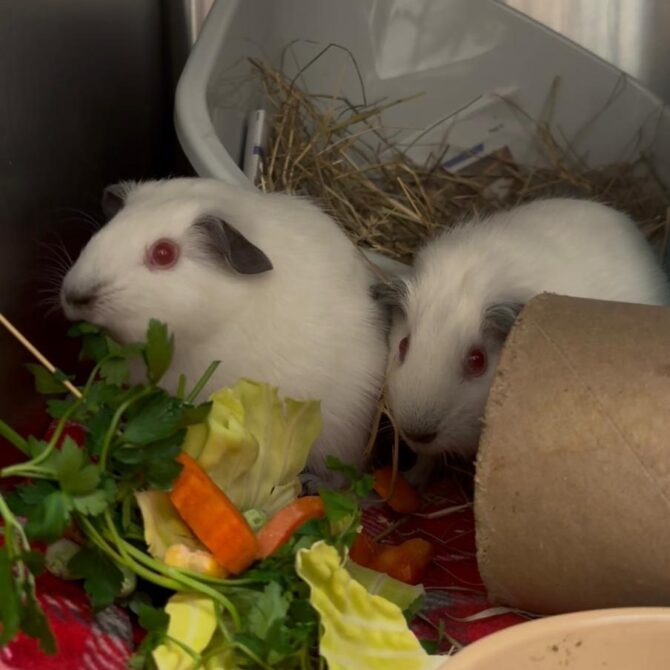 Marzipan & Pudding – under 6mts – Male