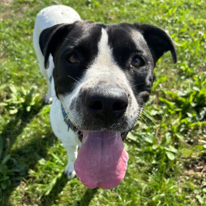 Mavis – 2yrs – Female – Staffie X