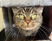 Millie – 13yrs – Female