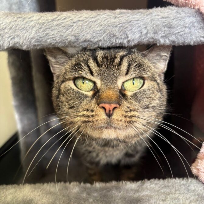 Millie – 13yrs – Female